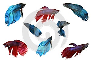 Isolated Male Beta Fish