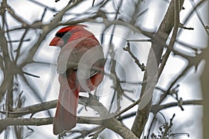 Isolated Male Cardinal Southwestern Ontario Canada