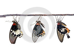 Isolated male and female great mormon butterfly