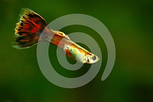 Isolated male Guppy in water