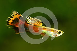 Isolated male Guppy in water