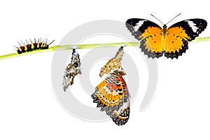 Isolated Male Leopard lacewing butterfly life cycle