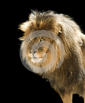 Isolated male lion