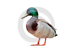 Isolated male mallard duck