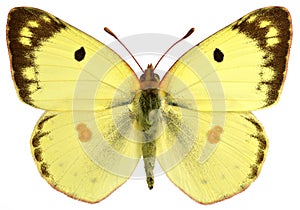 Isolated male Pale Clouded Yellow butterfly