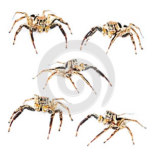 Isolated Male Plexippus petersi Jumping spider