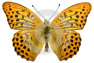 Isolated male Silver-washed Fritillary butterfly