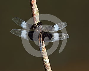 Isolated male widow skimmer dragonfly