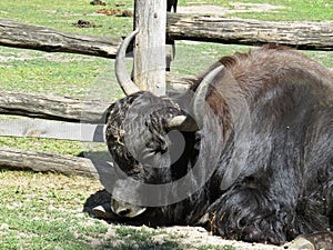 Isolated Male Yak Cow Lying and Relaxing next to Wooden Fence Paling on Sunny Day