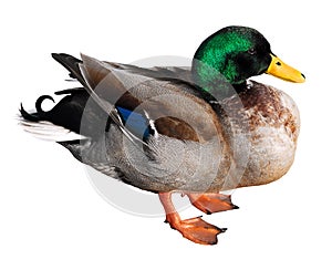 Isolated mallard duck