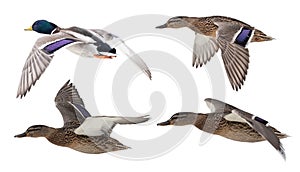 Isolated mallard duck drake and thre female ducks in flight