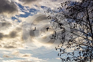 Isolated mallard ducks couple anas platyrhynchos flying in blue sky