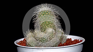 Isolated Mammilaria cactus on black background.