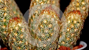 Isolated Mammilaria elongata cactus on black background.