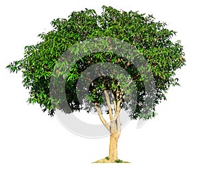 Un árbol en blanco 