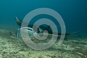 An isolated Manta coming to you in the blue background