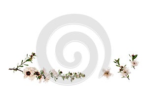 Isolated manuka flowers on white background with copy space