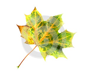 Isolated maple leaf
