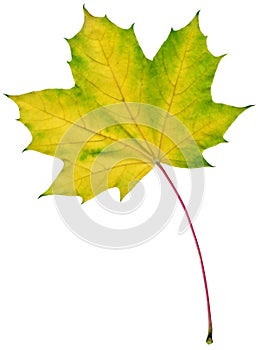 Isolated maple leaf