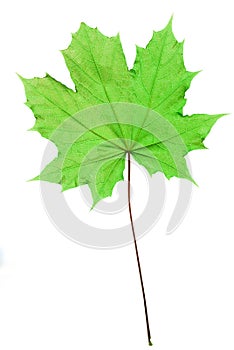 Isolated Maple leaf