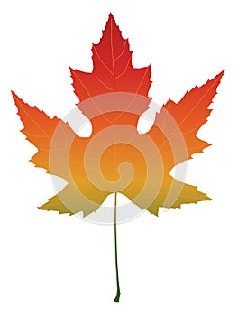 Isolated maple leaf