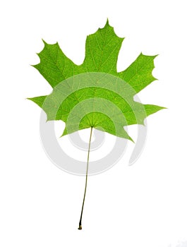 Isolated maple leaf with streaks on white background. Leaf from the tree maple green