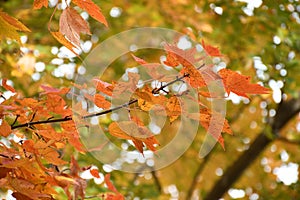 Isolated maple tree leaves against a blurred background