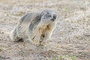 Isolated marmot portrait while coming to you