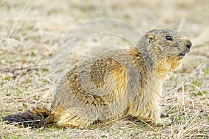 Isolated marmot portrait while coming to you