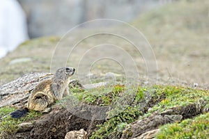 Isolated marmot portrait while coming to you