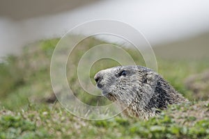Isolated marmot portrait outside its nest