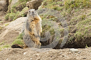 Isolated marmot portrait outside its nest