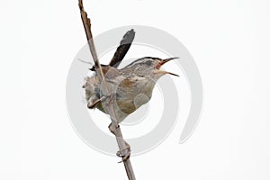 Isolated Marsh Wren On A Stump photo