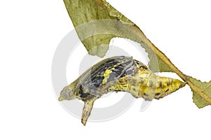 Isolated mature Chrysali ( pupa ) of banded swallowtail butterfly (Papilio demolion)