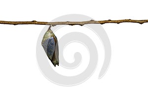 Isolated mature chrysalis of Common Archduke buttterfly Lexias photo