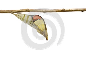 Isolated mature chrysalis of great orange tip butterfly Anthoc