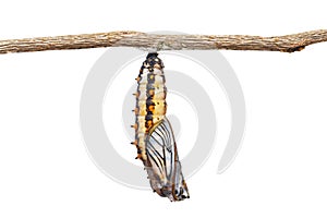 Isolated mature chrysalis of yellow coster butterfly Acraea is