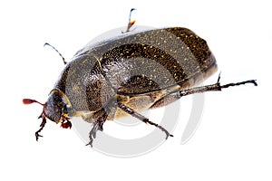 Isolated Maybug Beetle