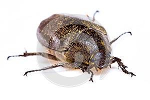 Isolated Maybug Beetle
