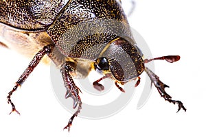 Isolated Maybug Beetle