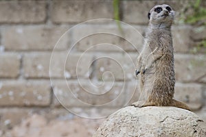 Isolated meerkat looking at you