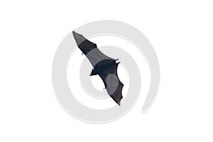 isolated megabat flying