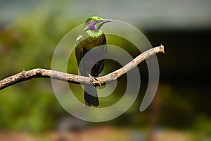 Isolated  metallic green west african bird, Emerald starling , Lamprotornis iris against blurred background. Sierra Leone, West