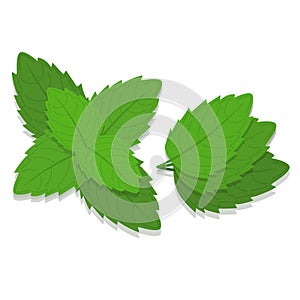 Isolated mint leaves