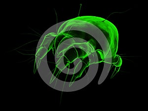 Isolated mite