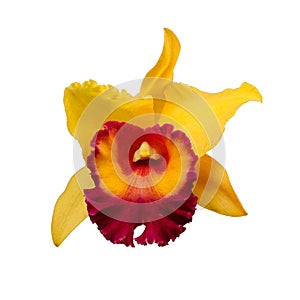 Isolated Mixed colors of Yellow- Red Orchid flower - Cattleya