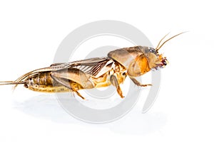 Isolated Mole Cricket