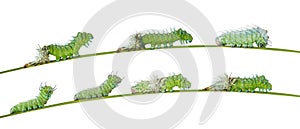 Isolated molting caterpillar of Atlas butterfly