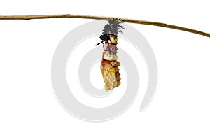 Isolated molting caterpillar to chrysalis of Leopard lacewing bu