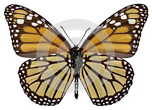 Isolated monarch butterfly